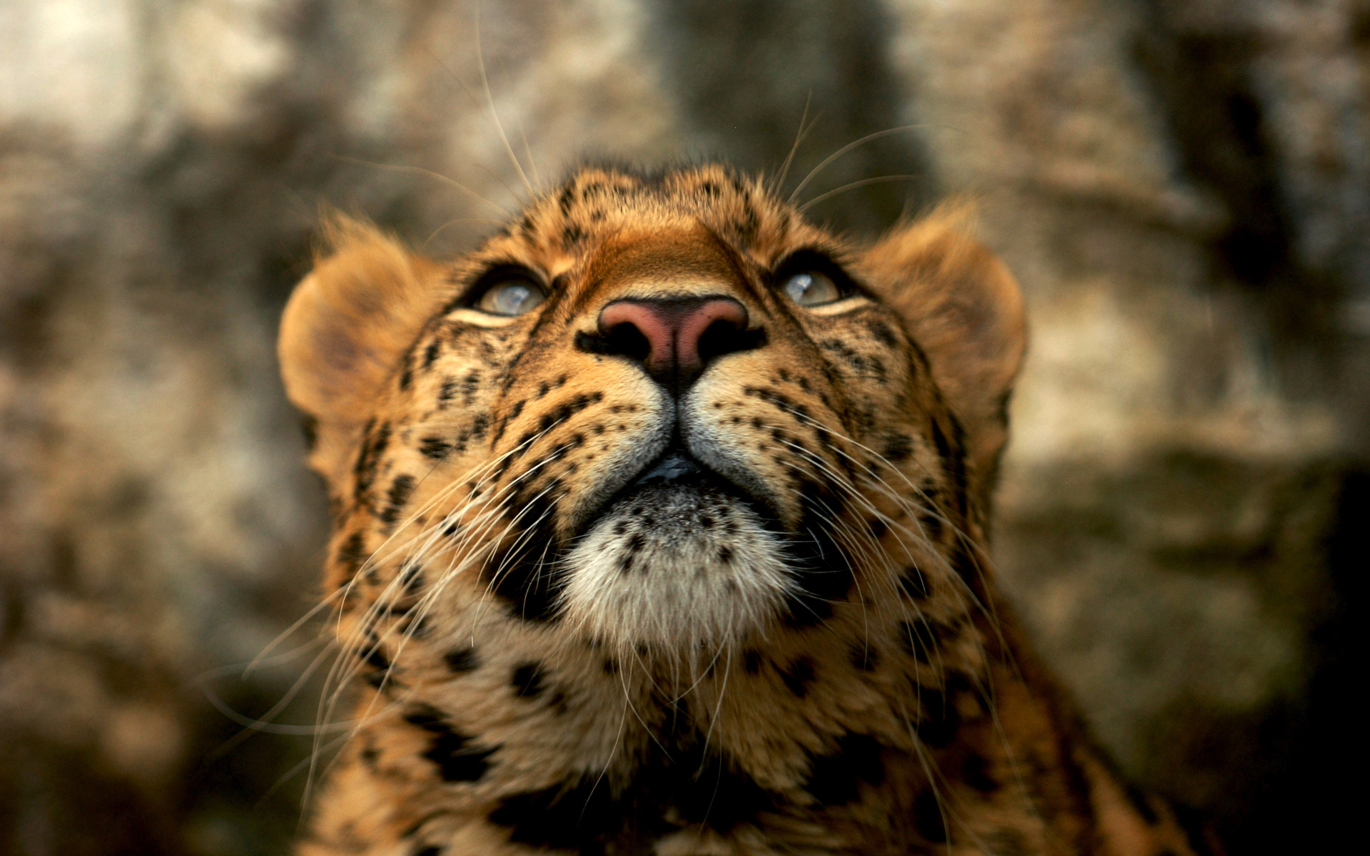 Cheetah 3d view